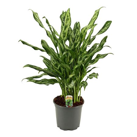 Aglaonema Miss Julliette