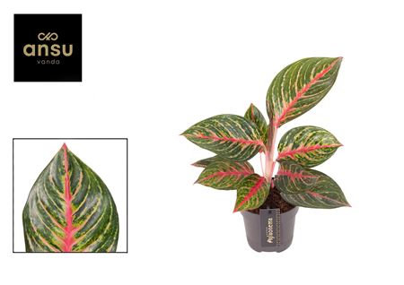 Aglaonema Olive Red
