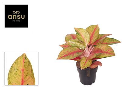 Aglaonema Gala Red