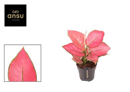 Aglaonema Raspberry Love