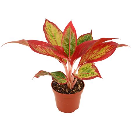 Aglaonema Red Fire