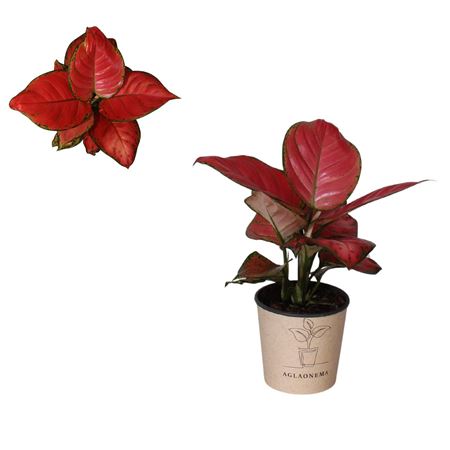 Aglaonema Danxia