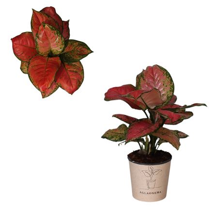 Aglaonema Very Red Valentine