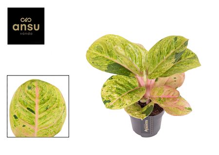 Aglaonema Apple Fantasy