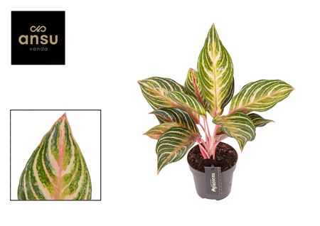 Aglaonema Eyecatcher