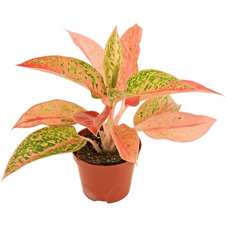 Aglaonema Prestige
