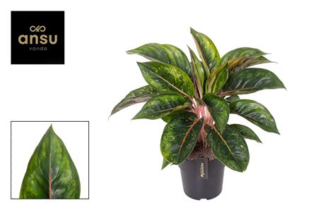 Aglaonema Camo Carmine