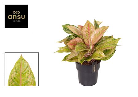 Aglaonema Pastella