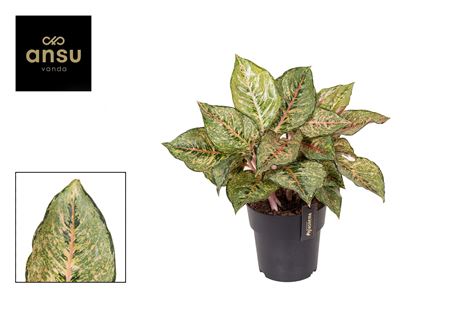 Aglaonema Pistachio Pink