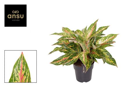 Aglaonema Twiggy Red