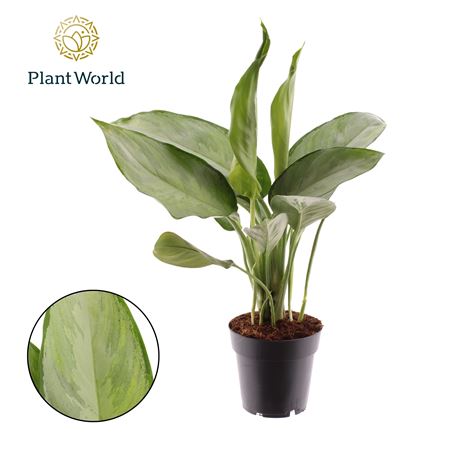 Aglaonema Silverado