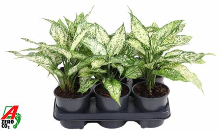 Aglaonema White Diamond