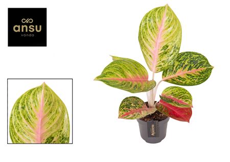 Aglaonema Grand Blossom