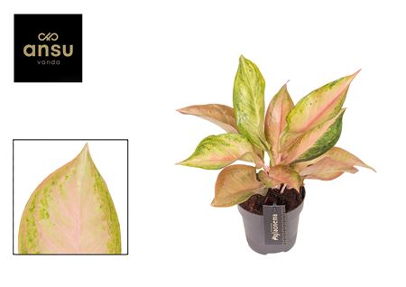 Aglaonema Guave Pink