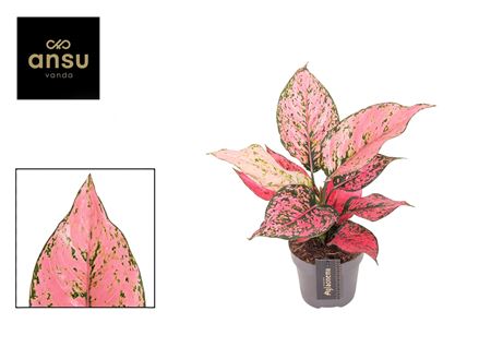 Aglaonema Spicy Pink