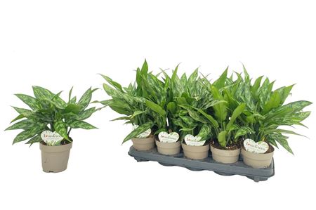 Aglaonema Maria