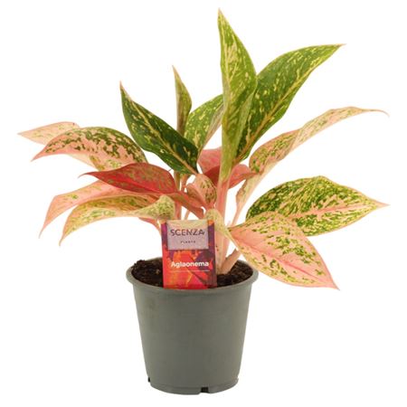 Aglaonema Prestige
