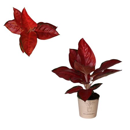 Aglaonema Red King-suksom