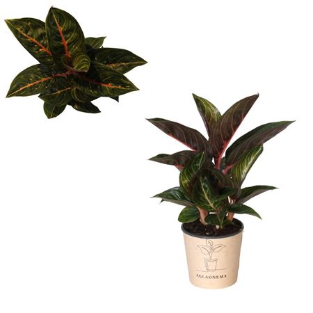 Aglaonema Red Ruby
