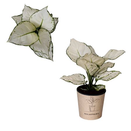 Aglaonema White Beauty