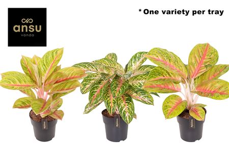 Aglaonema Pink Surprise Tray