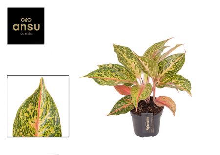 Aglaonema Samba Red