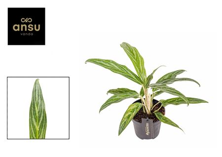 Aglaonema Sunray Green