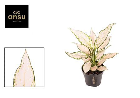 Aglaonema Vanilla Baby