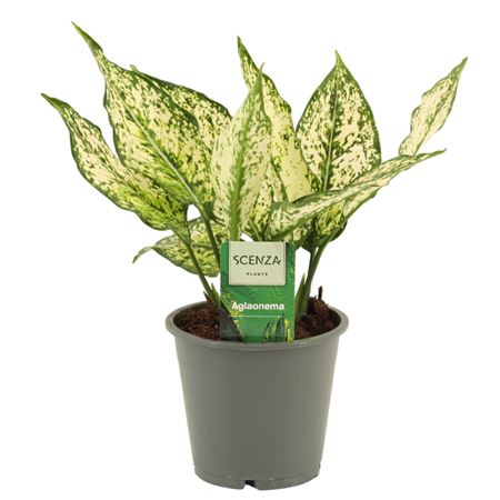 Aglaonema White Diamond