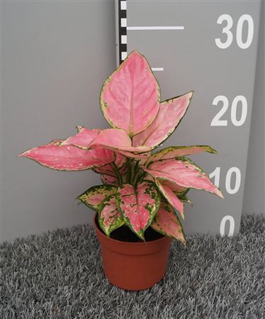 Aglaonema Pink