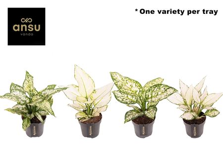 Aglaonema White Surprise Tray