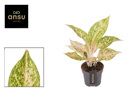 Aglaonema Avocado Sprinkles