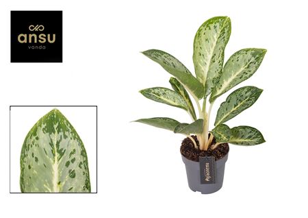 Aglaonema Matcha Cream