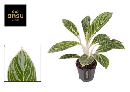 Aglaonema Summer Breeze