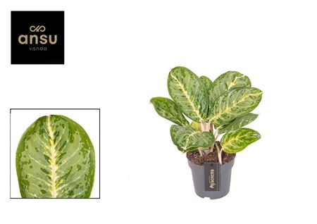 Aglaonema Tints Of Mint