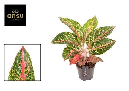 Aglaonema Avocado Red