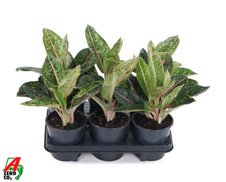 Aglaonema Tropic Passion