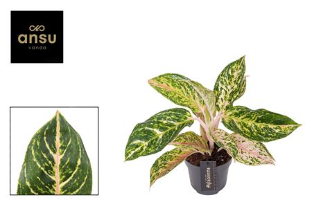 Aglaonema Melon Candy