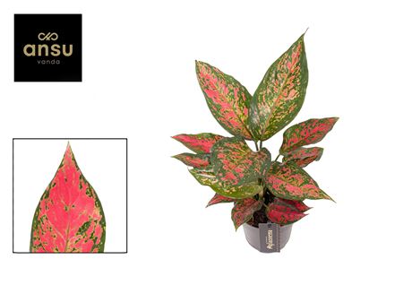 Aglaonema Strawberry Baby