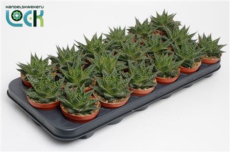 Aloe Aristata Special