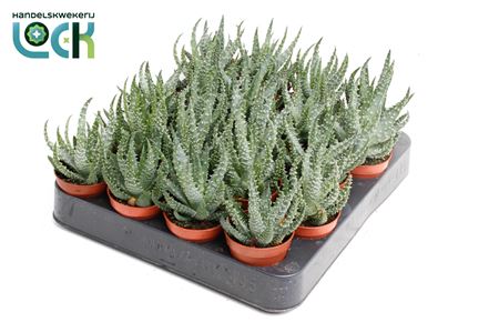 Алоэ Хумулис