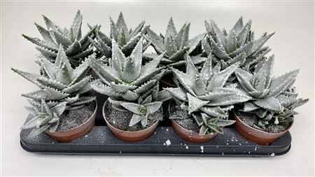 Aloe Frosty