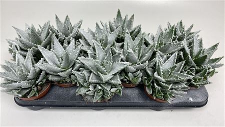 Aloe Frosty