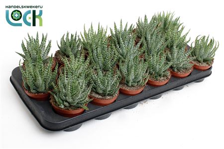 Aloe Humulis