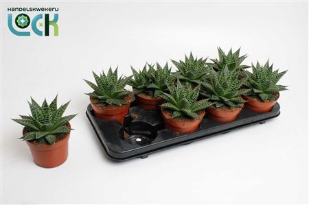 Aloe Aristata Special