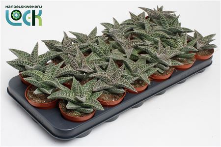 Gasteria Aveo