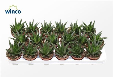 Aloe Flow