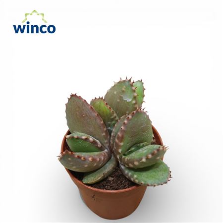 Aloe Aculeata (group)