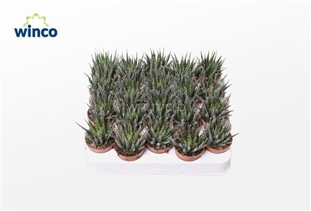 Aloe Haworthiosoides