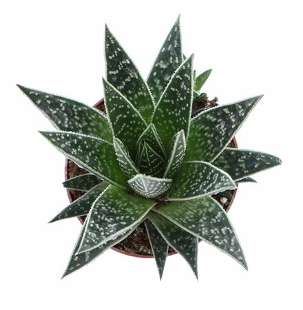 Aloe Interstellar